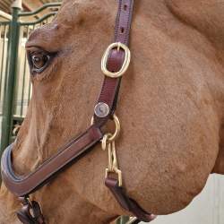 Licol en cuir noir Cheval liberté