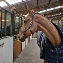 Licol en cuir noir Cheval liberté
